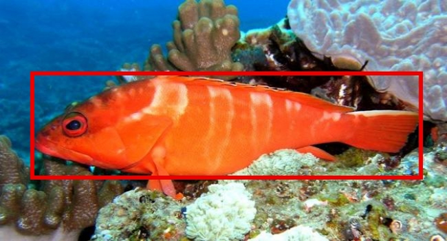 Sample image from the fish images dataset